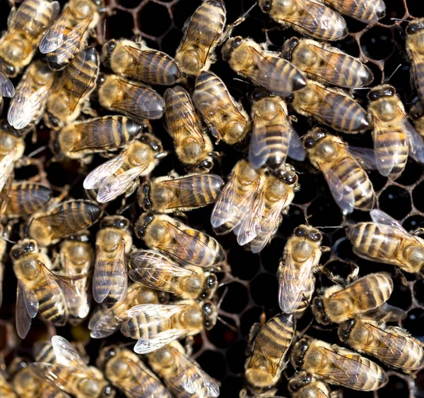 मधमाशी मध्ये मध एक फ्रेमवर्क वर मधमाशी — स्टॉक फोटो, इमेज