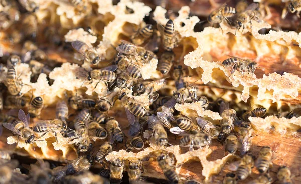 Bees on a framework with honey in the apiary — Stock Photo, Image