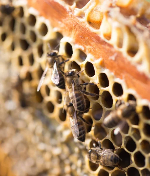 Bienen auf einem Gerüst mit Honig im Bienenhaus — Stockfoto