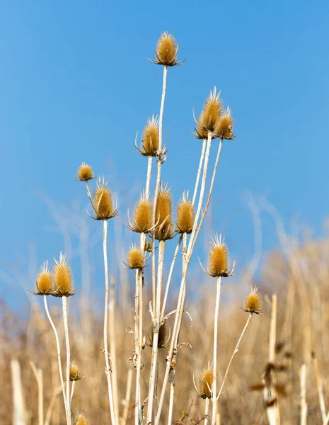Plante piquante sèche contre le ciel bleu — Photo