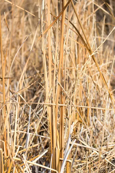 Açık havada sonbaharda bulrush — Stok fotoğraf