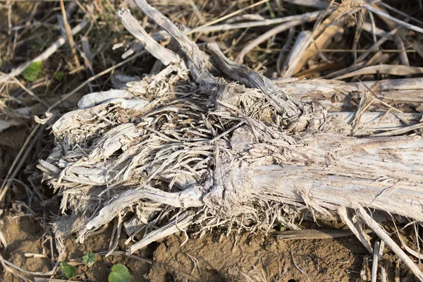 Secar las raíces de las plantas en el suelo — Foto de Stock