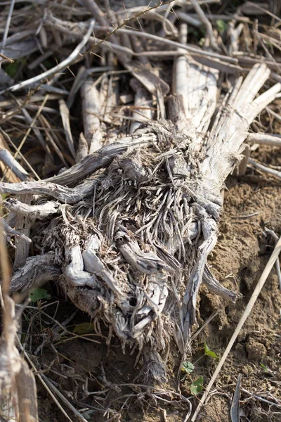 干燥地面上植物的根部 — 图库照片