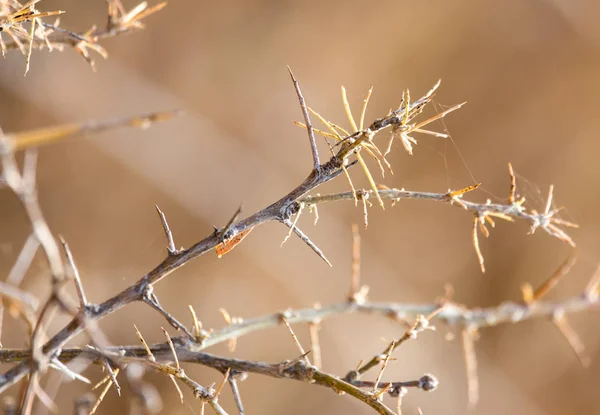 Droge stekelige plant in de natuur — Stockfoto