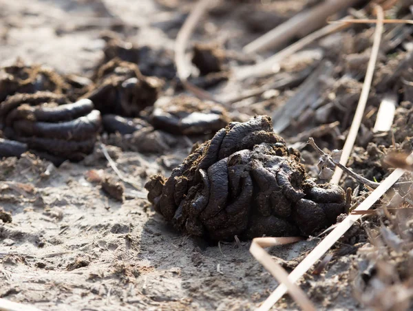 Feci animali a terra — Foto Stock