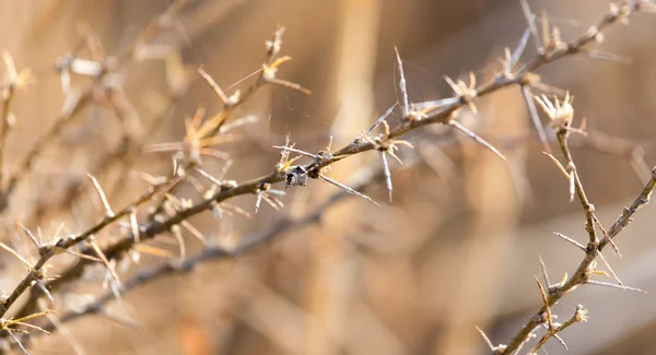 Pianta secca spinosa in natura — Foto Stock