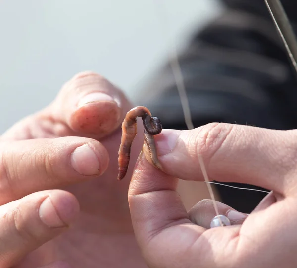 Roter Wurm in der Hand Fischer — Stockfoto