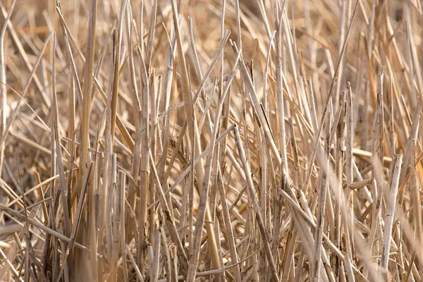 Açık havada sonbaharda bulrush — Stok fotoğraf