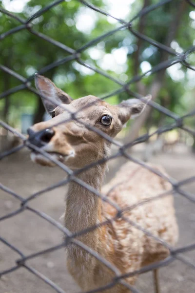 柵の後ろの動物園の鹿 — ストック写真
