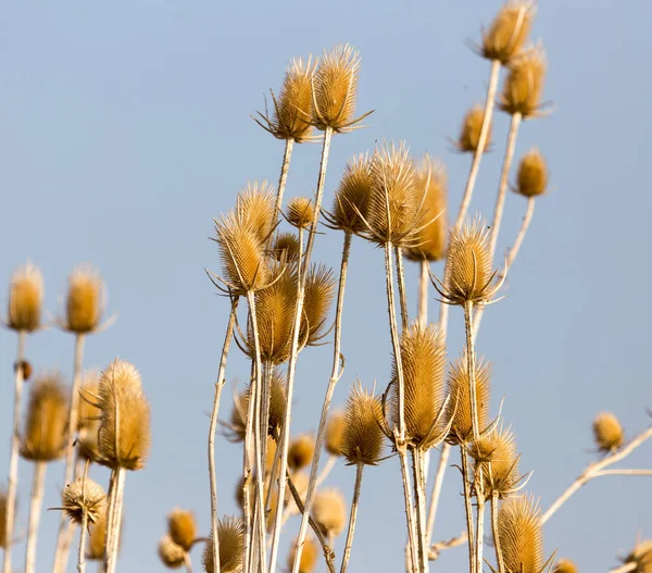 Plante piquante sèche contre le ciel bleu — Photo