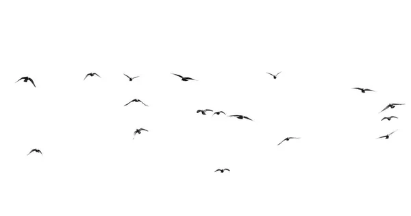 Flock of pigeons on a white background — Stock Photo, Image