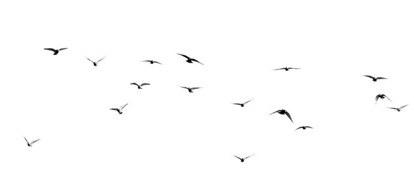 Flock of pigeons on a white background — Stock Photo, Image