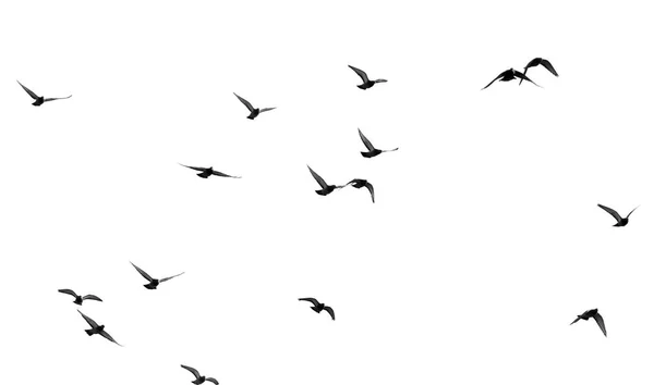 Rebanho de pombos sobre um fundo branco — Fotografia de Stock