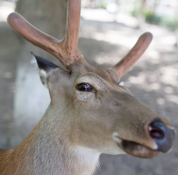 Portrét jelena v zoologické zahradě — Stock fotografie