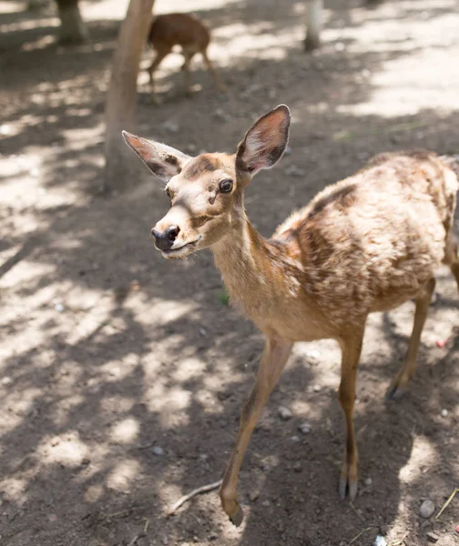 Ritratto di un giovane cervo allo zoo — Foto Stock