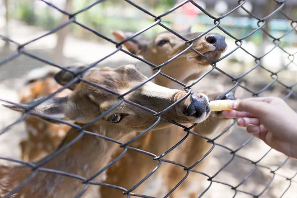 Hjort i djurpark bakom staket — Stockfoto
