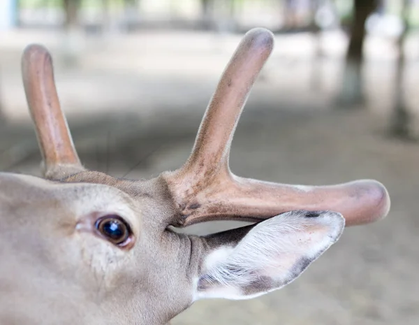 Vackra unga rådjur på arten av hornen — Stockfoto