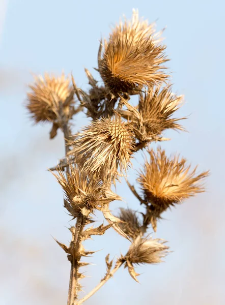 Droge stekelige plant tegen de blauwe hemel — Stockfoto