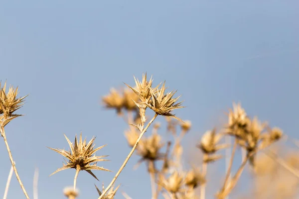 Planta espinosa seca contra el cielo azul —  Fotos de Stock