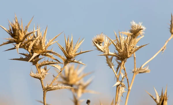 Plante piquante sèche contre le ciel bleu — Photo