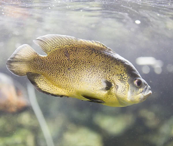 Beautiful fish in the aquarium — Stock Photo, Image