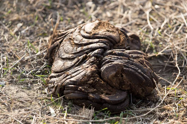 Animal feces on the ground — Stock Photo, Image