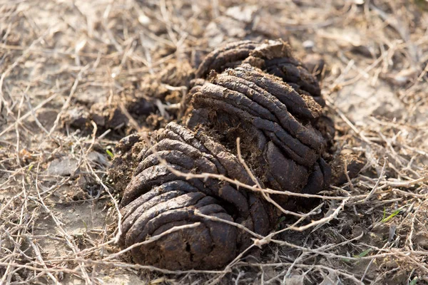 Feci animali a terra — Foto Stock