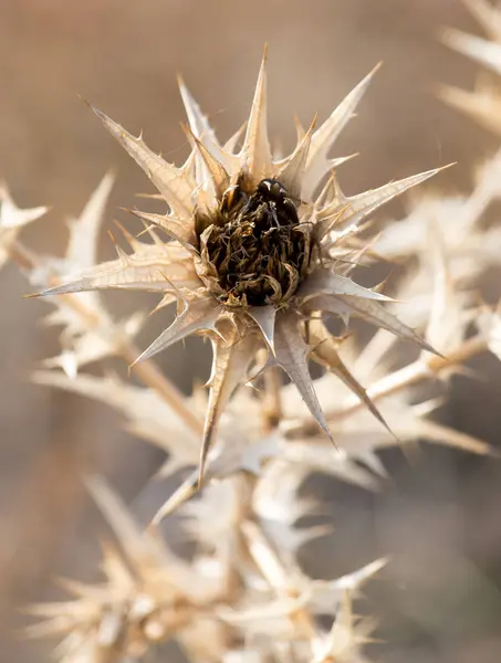 Tørr prikkete plante i naturen – stockfoto