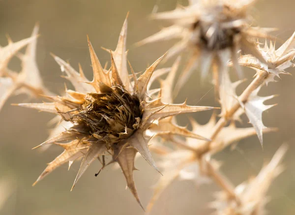 Dry prickly plant in nature — Stock Photo, Image