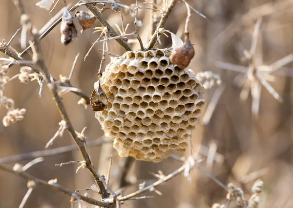 Honeycomb wasp in nature — Stock Photo, Image