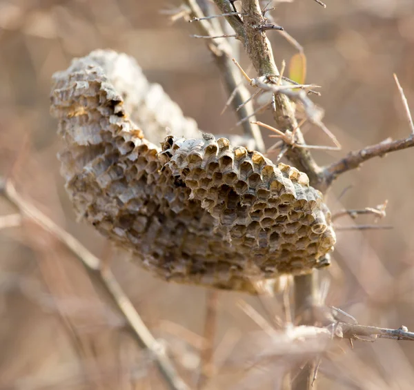 Vespa de favo de mel na natureza — Fotografia de Stock