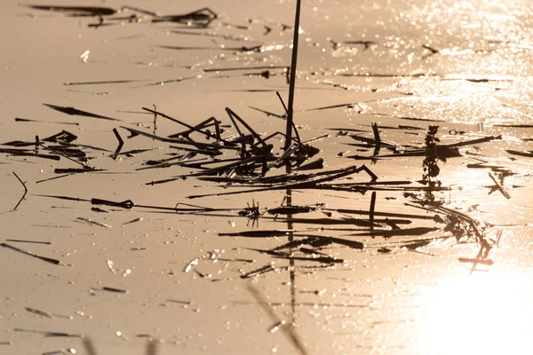 Riet op het oppervlak van het water bij zonsondergang — Stockfoto