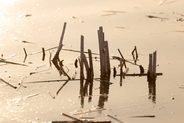 Cañas en la superficie del agua al atardecer — Foto de Stock