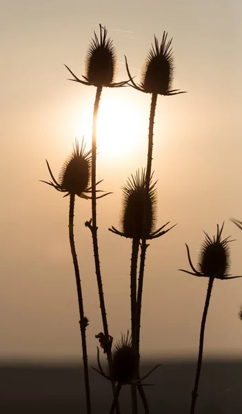 Dry plant on the sunset background — Stock Photo, Image