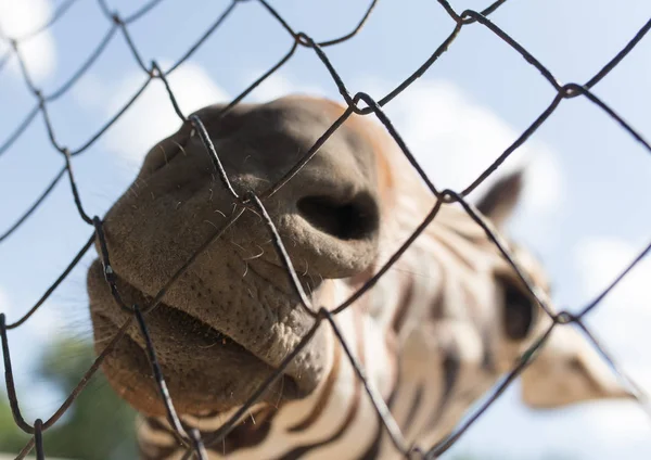 Портрет зебры в зоопарке за забором — стоковое фото