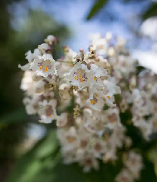White flowers on the tree in nature — Stock Photo, Image