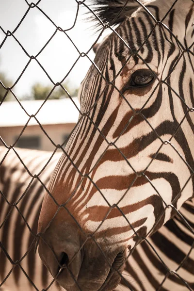 Portrait d'un zèbre dans un zoo derrière une clôture — Photo