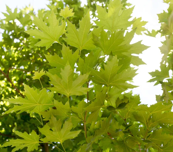 Foglie d'acero verde sulla natura — Foto Stock