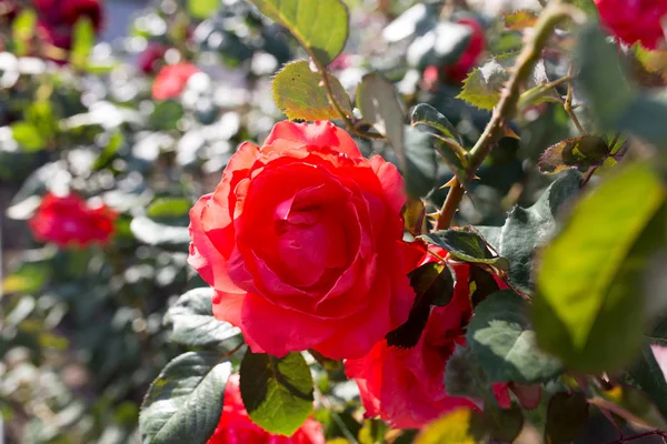 Red rose in a park on the nature — Stock Photo, Image