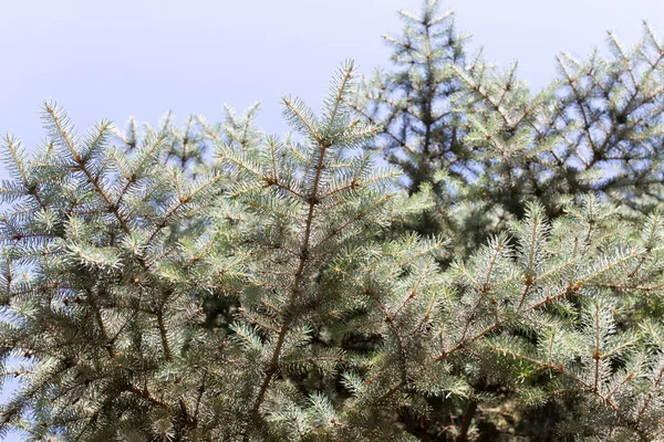 Υποκατάστημα μπλε χριστουγεννιάτικο δέντρο στη φύση — Φωτογραφία Αρχείου