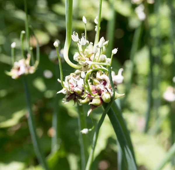 Green onion seeds in the garden — Stock Photo, Image