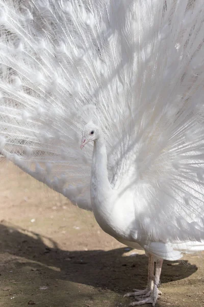 Retrato del hermoso pavo real blanco masculino con plumas de cola extendidas —  Fotos de Stock