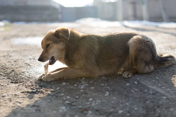 Perro roe un hueso en la naturaleza — Foto de Stock