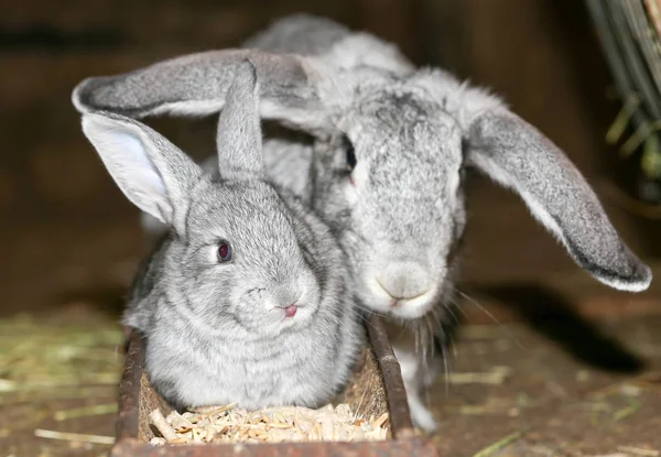 Schöne Kaninchen auf dem Bauernhof — Stockfoto