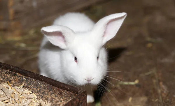 Pequeno coelho branco na fazenda — Fotografia de Stock