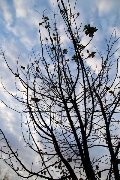 Gołe gałęzie drzewa w świcie słońce — Zdjęcie stockowe