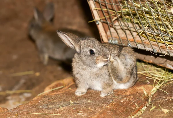 Beau lapin à la ferme — Photo