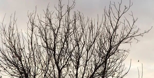 Branches nues d'un arbre au soleil aube — Photo