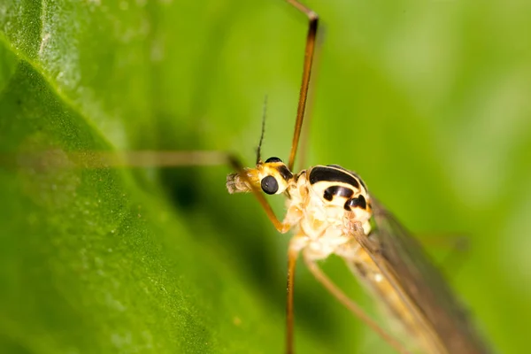 Mosquito na natureza. macro — Fotografia de Stock