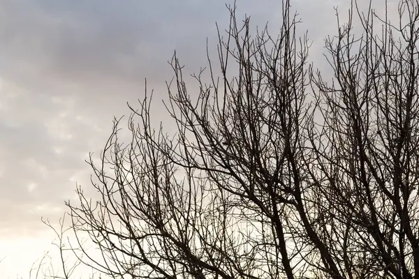 Kala grenarna på ett träd i sol gryningen — Stockfoto